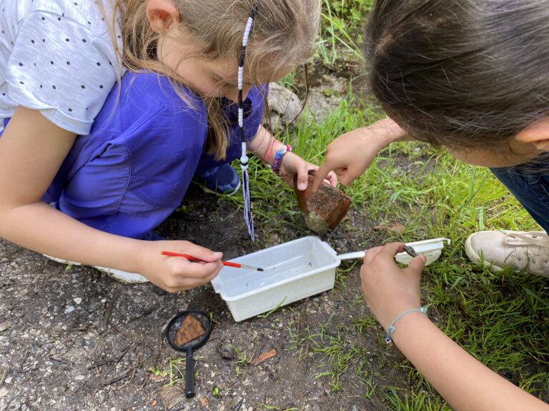 Forschungsprojekt natopia Insekten