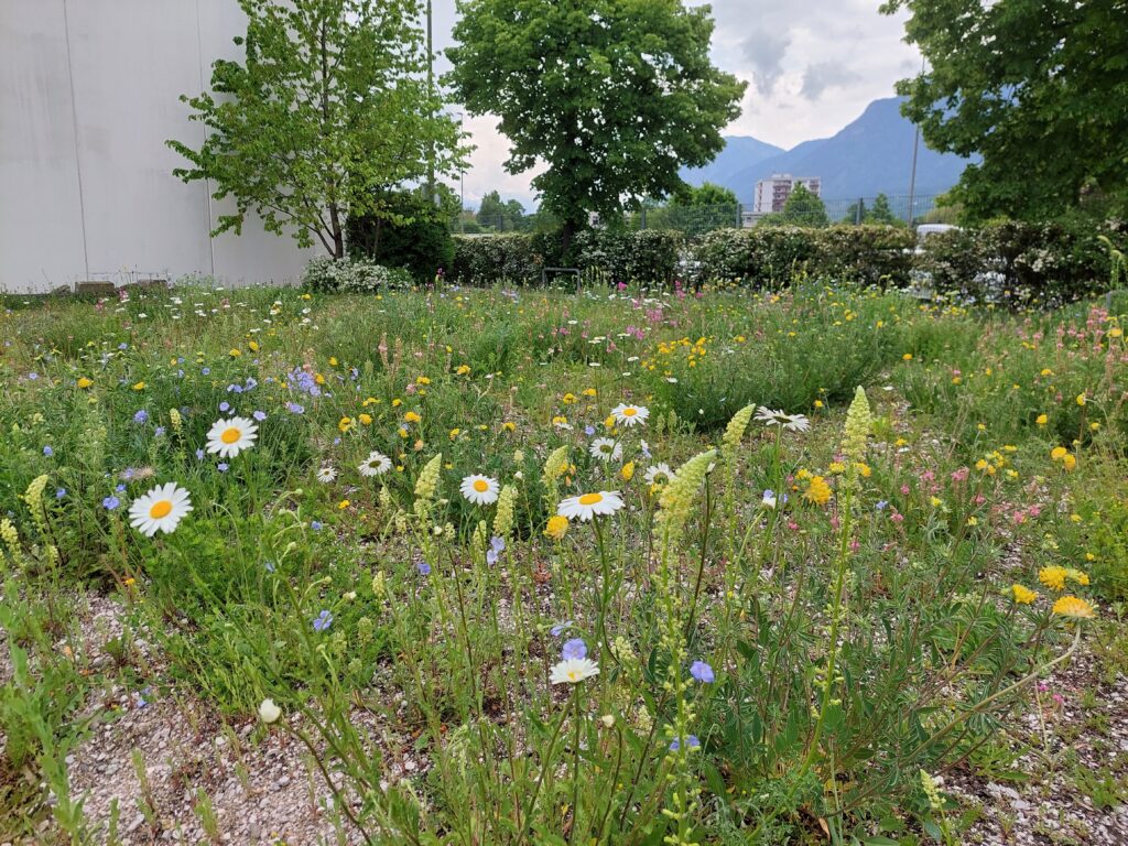 2022_IKB_Nachhaltigkeit_Blumenwiesen