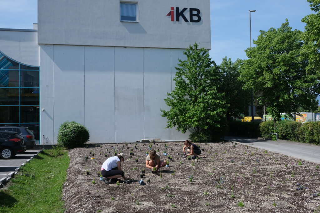 2022_IKB_Nachhaltigkeit_Blumenwiese_Roßau