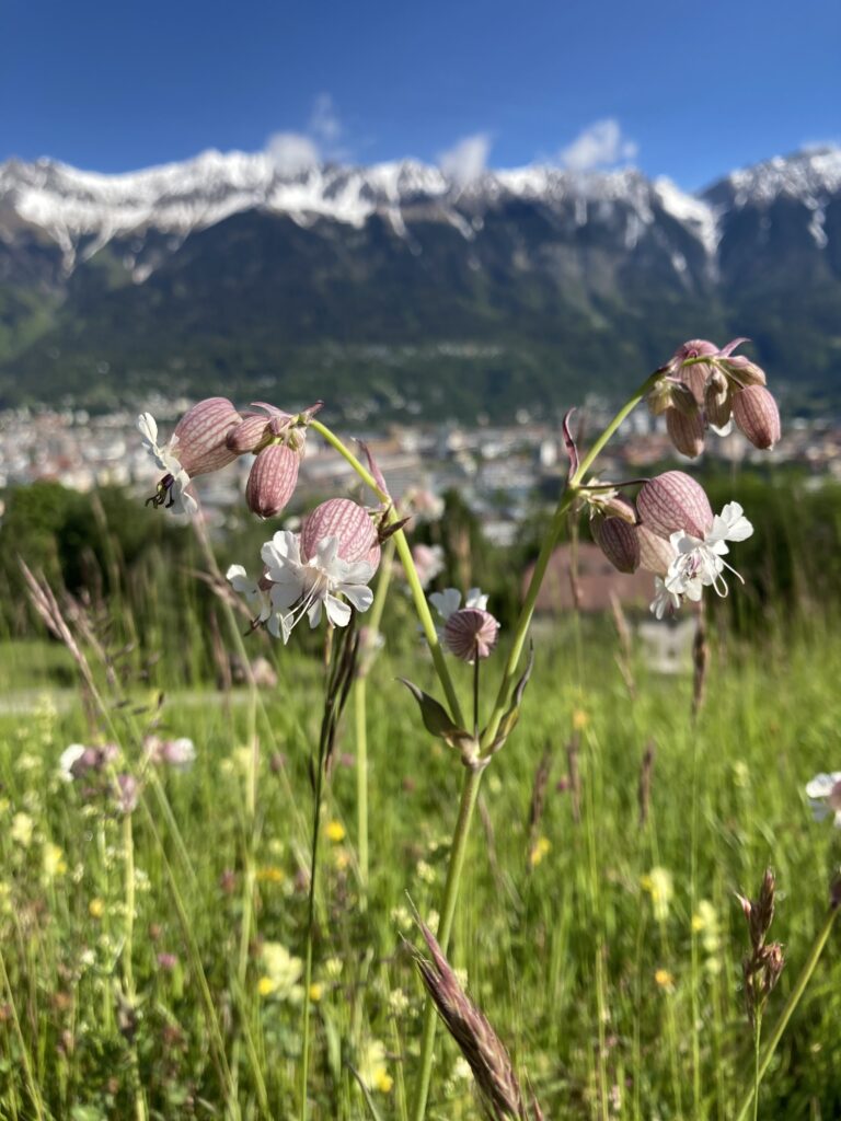 2023_IKB_Topthemen_Blumenwiesen_Auszeichnungen (11)