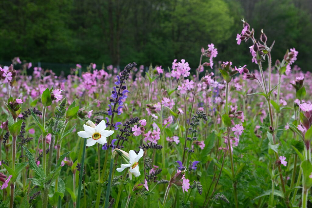 2023_IKB_Topthemen_Blumenwiesen_Auszeichnungen (4)