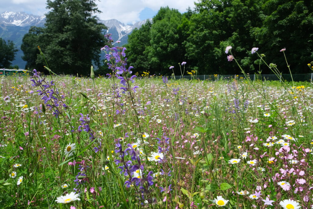 2023_IKB_Topthemen_Blumenwiesen_Auszeichnungen (6)