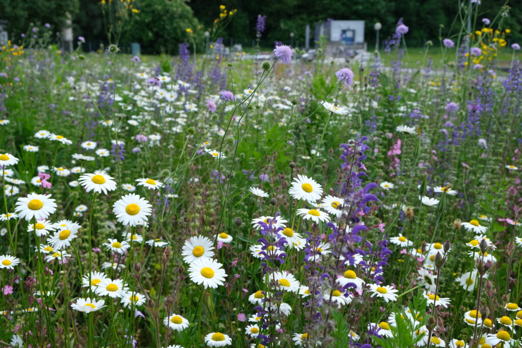 2023_IKB_Topthemen_Blumenwiesen_Auszeichnungen (7)